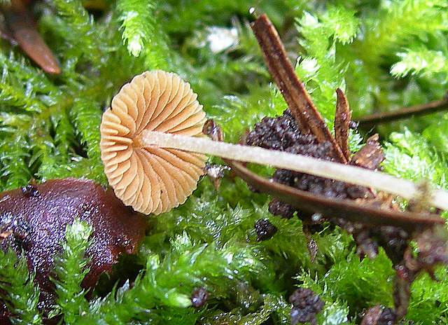 I  Funghi  della  faggeta  calcarea